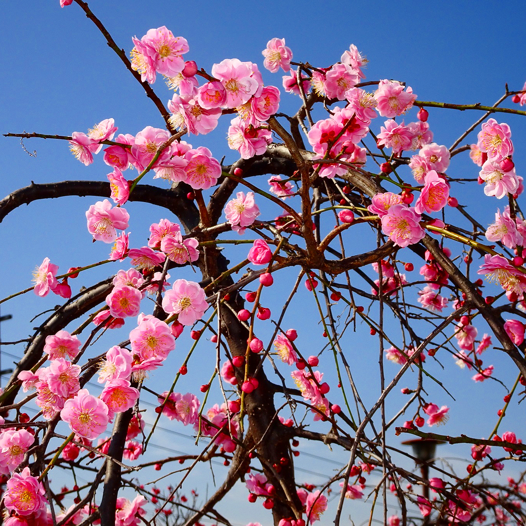 Как цветет сакура фото в японии
